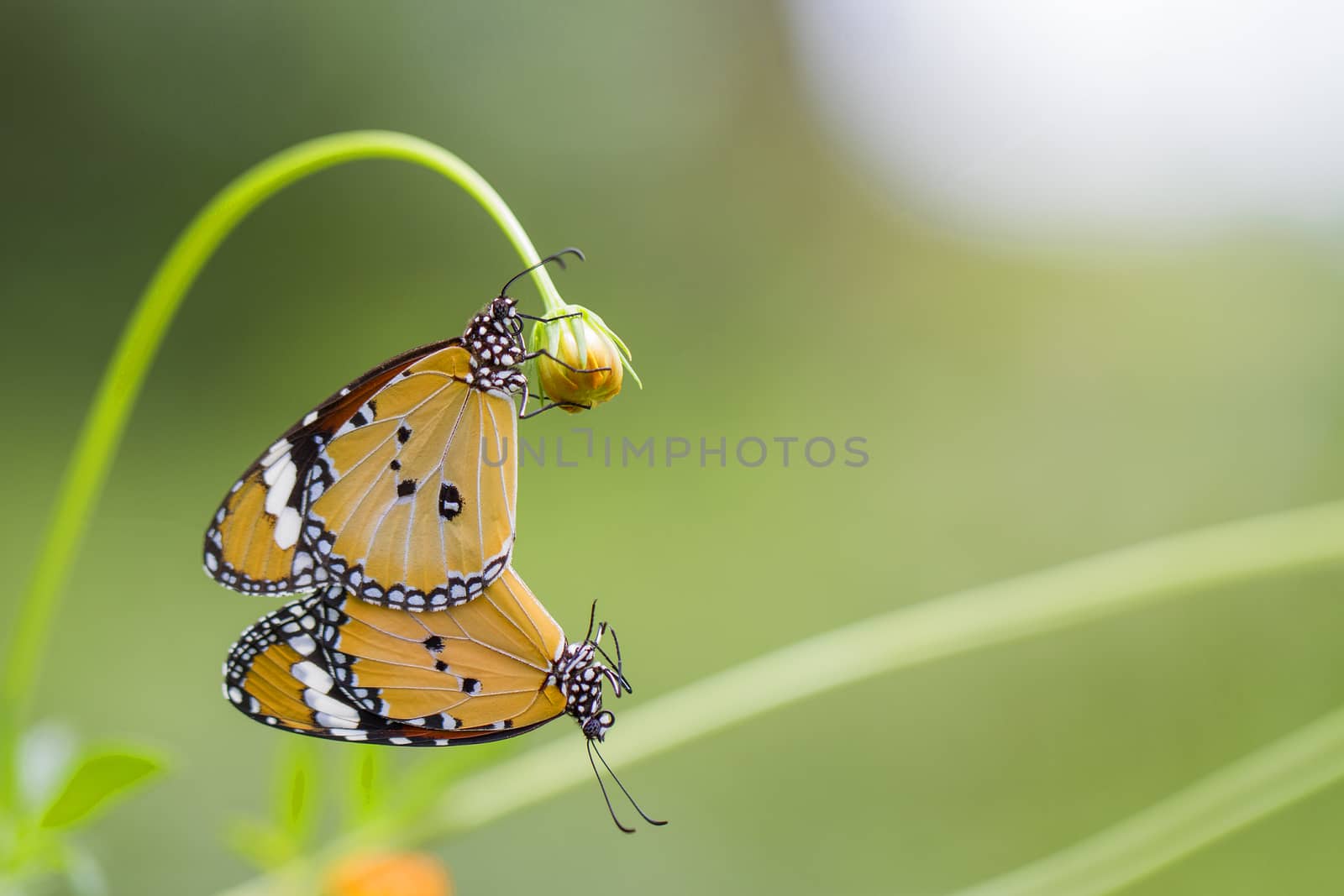 Butterfly mating on the flowers