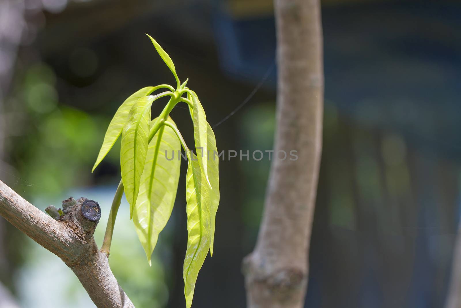 The young shoots of mango on day light by TakerWalker