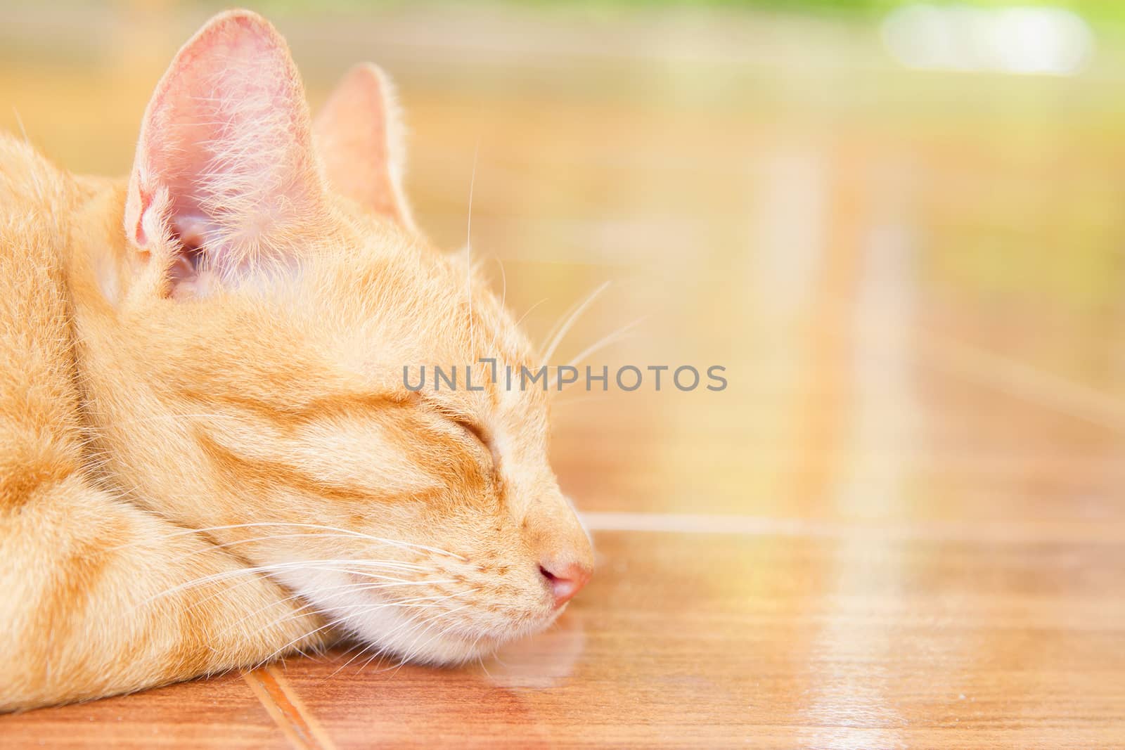 Cat sleeping on an orange tile floor.