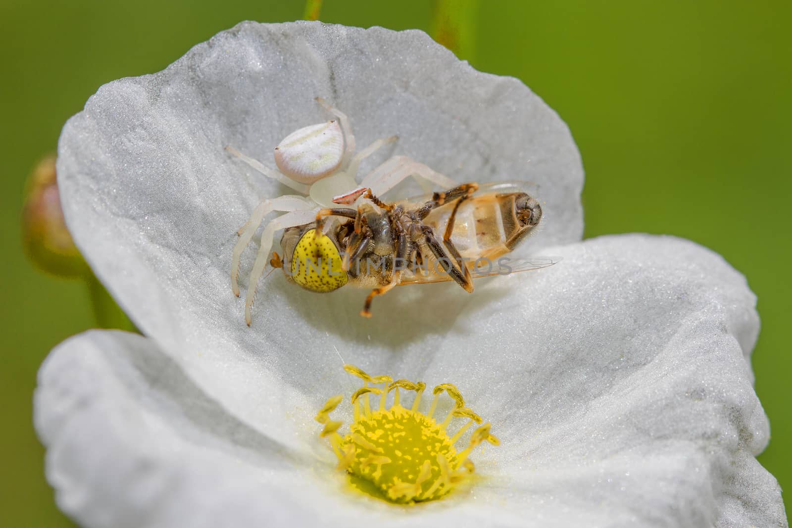The white spider catches the bait on white flowers.
