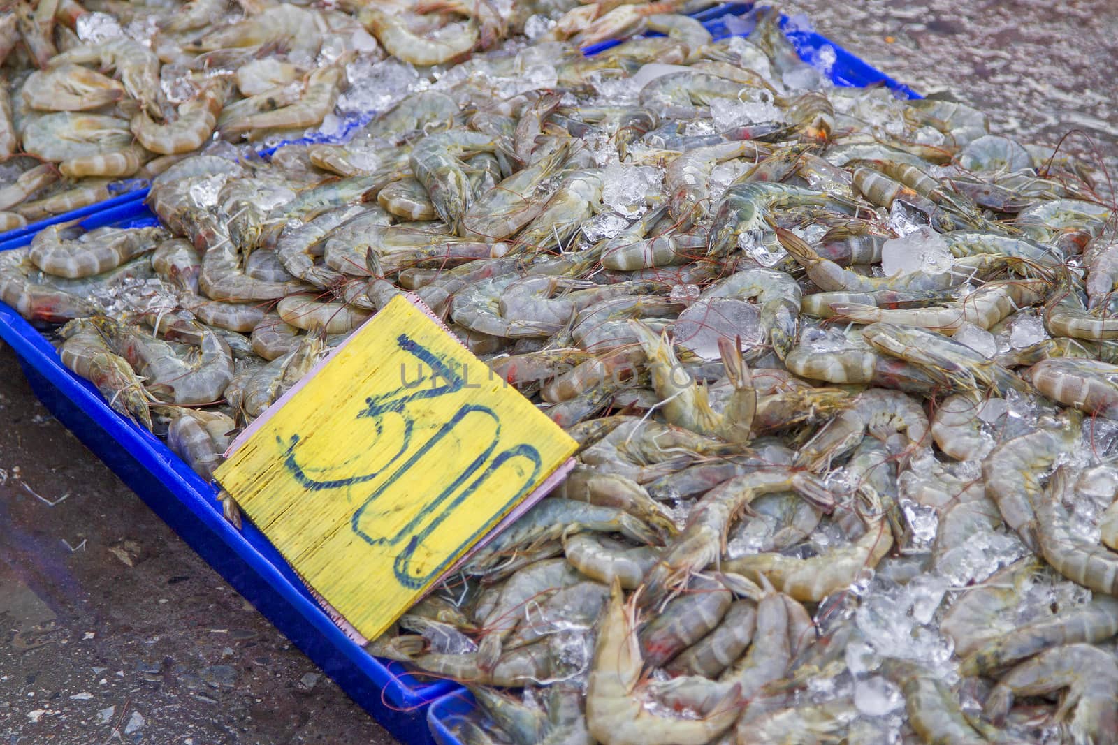 Fresh shrimps soaked in ice in a blue tray.