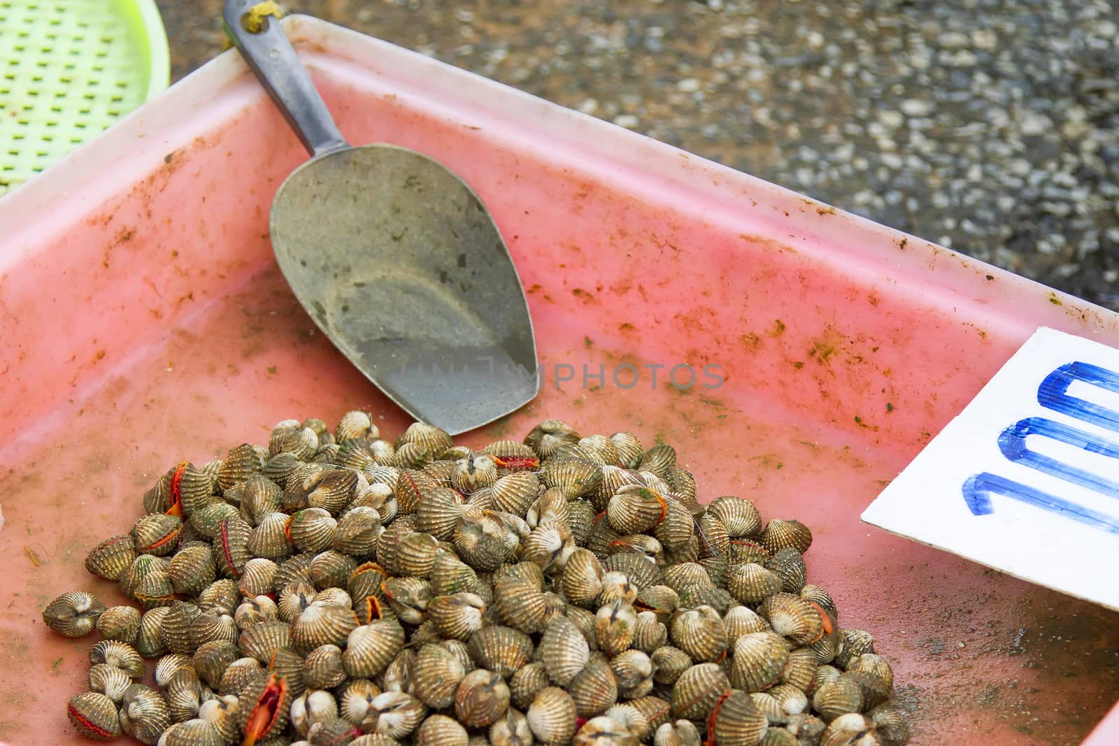 Live cockle in a pink pickup with scoop