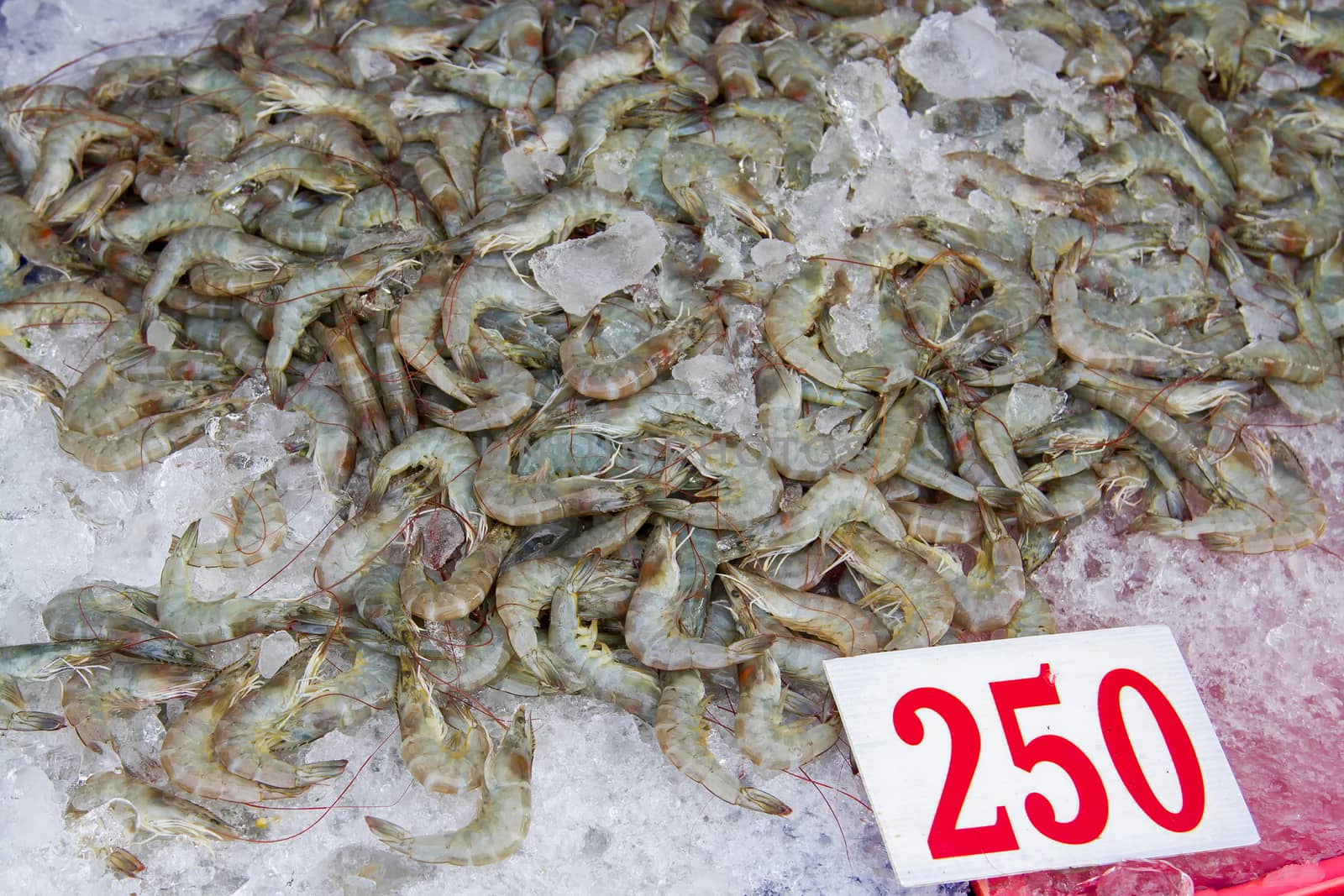 Fresh shrimps soaked in ice in a blue tray.