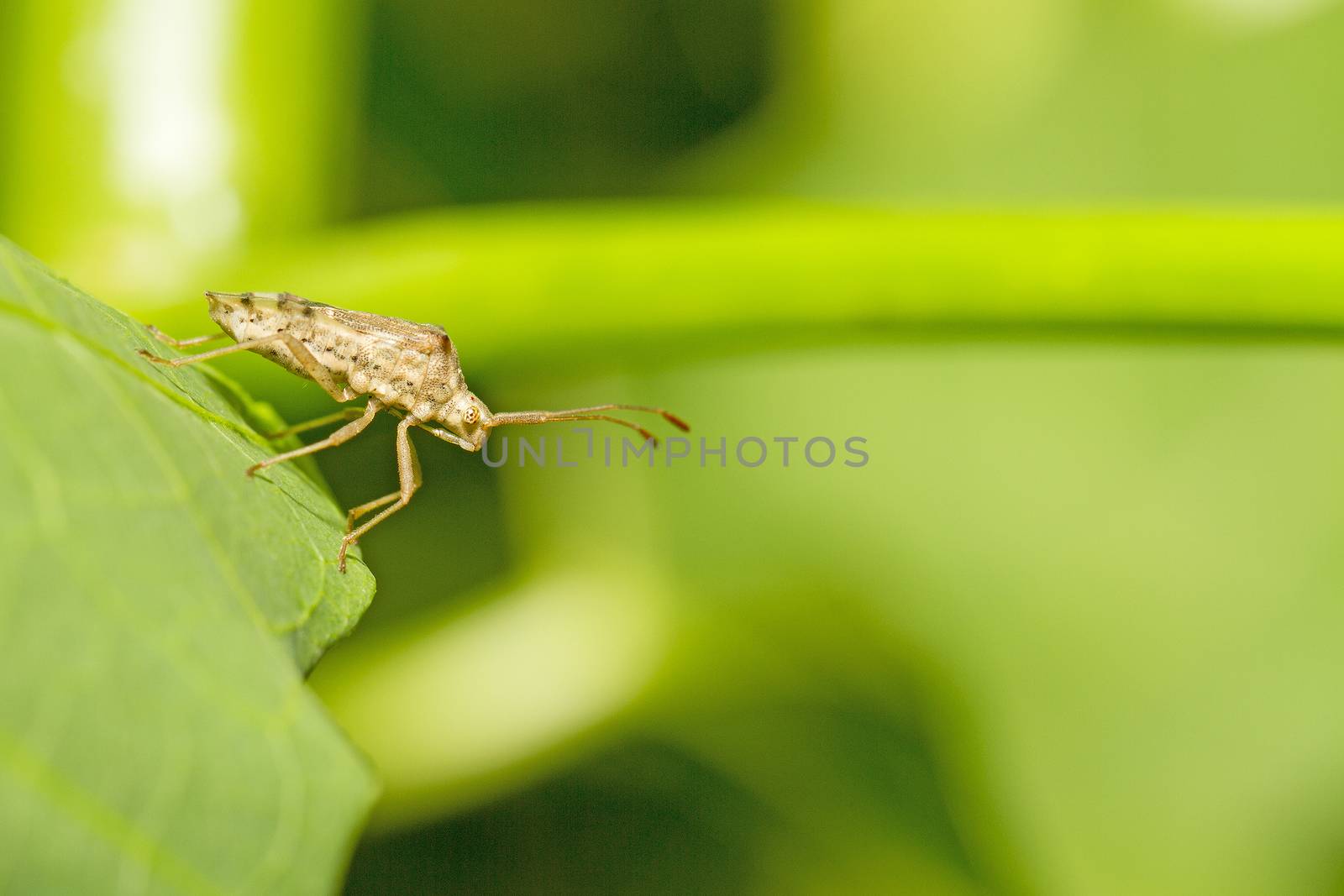 Insects are on green branches with green background. by TakerWalker