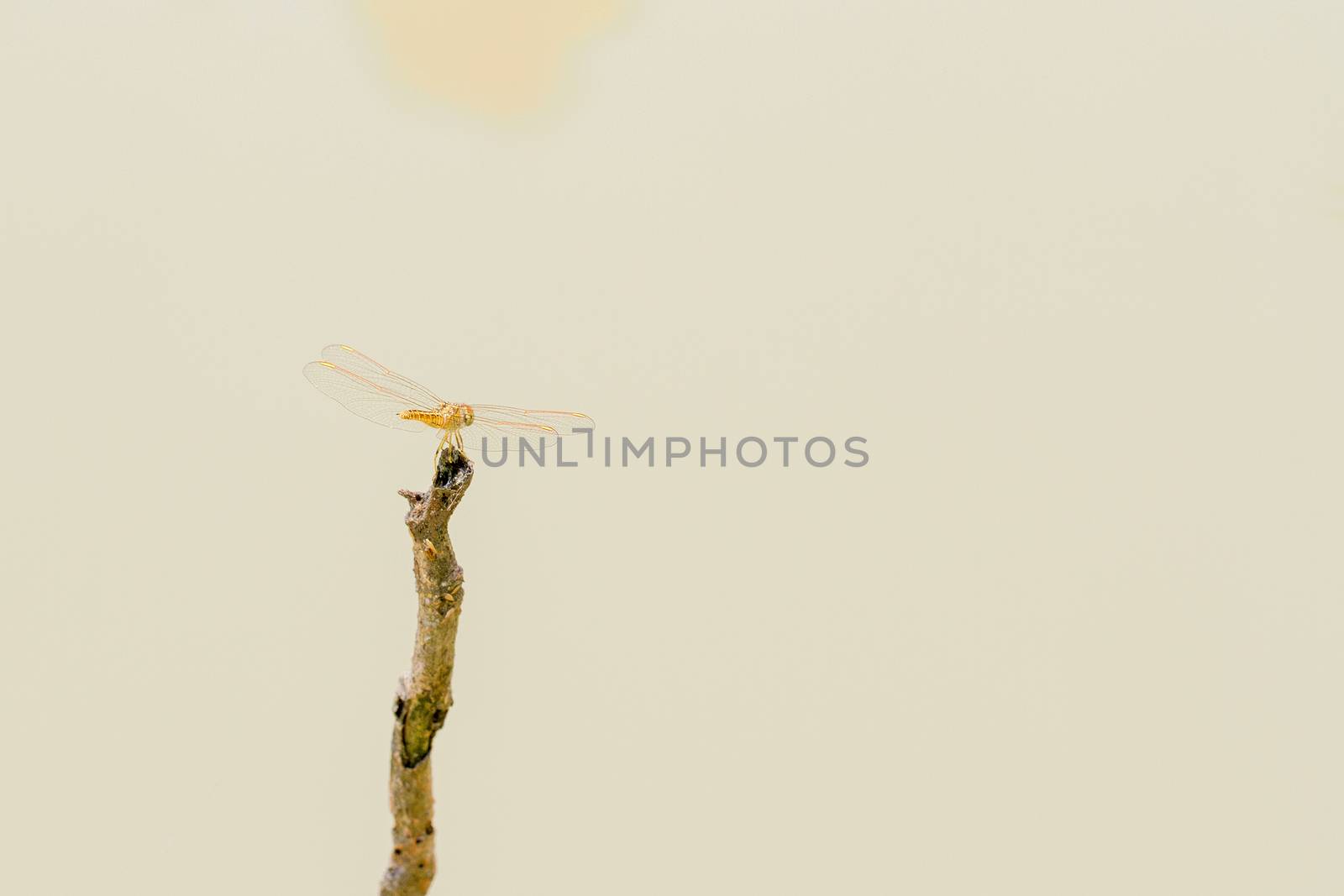 Dragonfly on the main stick in the water.