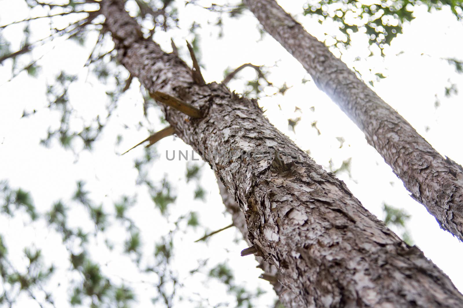 Pine bark and pine trees are back lighted in the daytime.