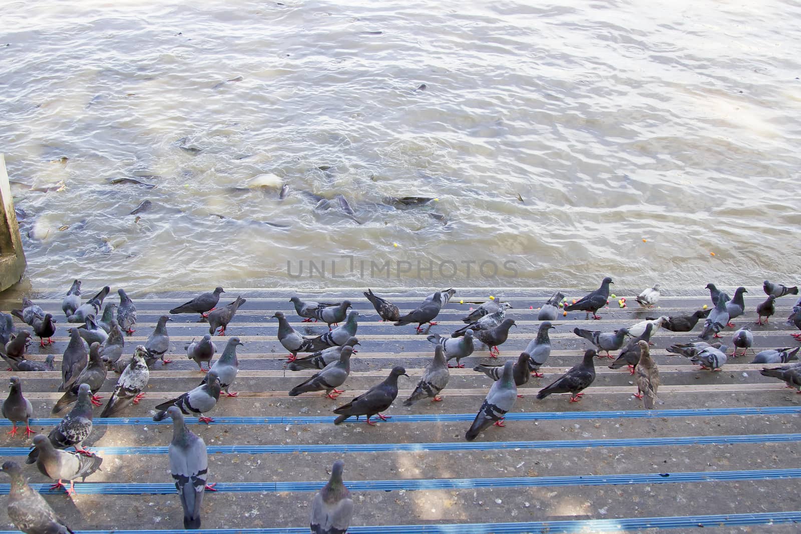 Many pigeons On the river floor