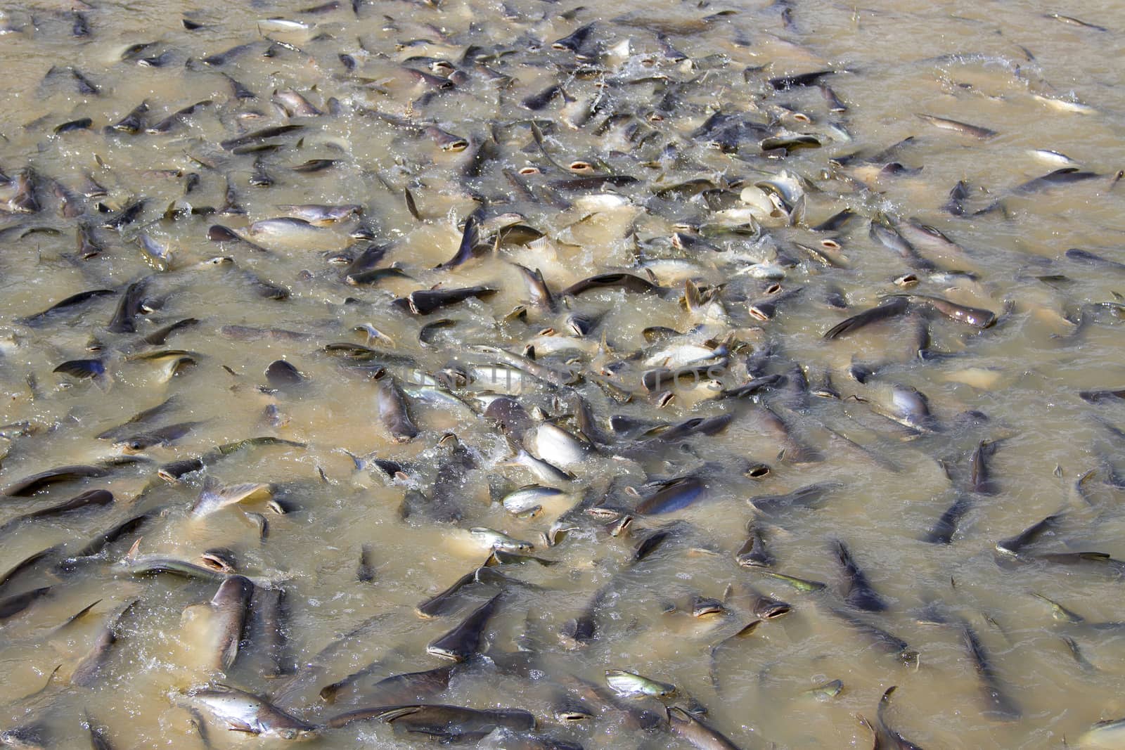 Many fish in the river eat food.