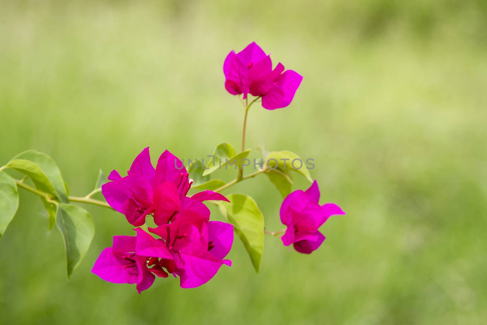 Bougainvillea dark pink on a green background by TakerWalker