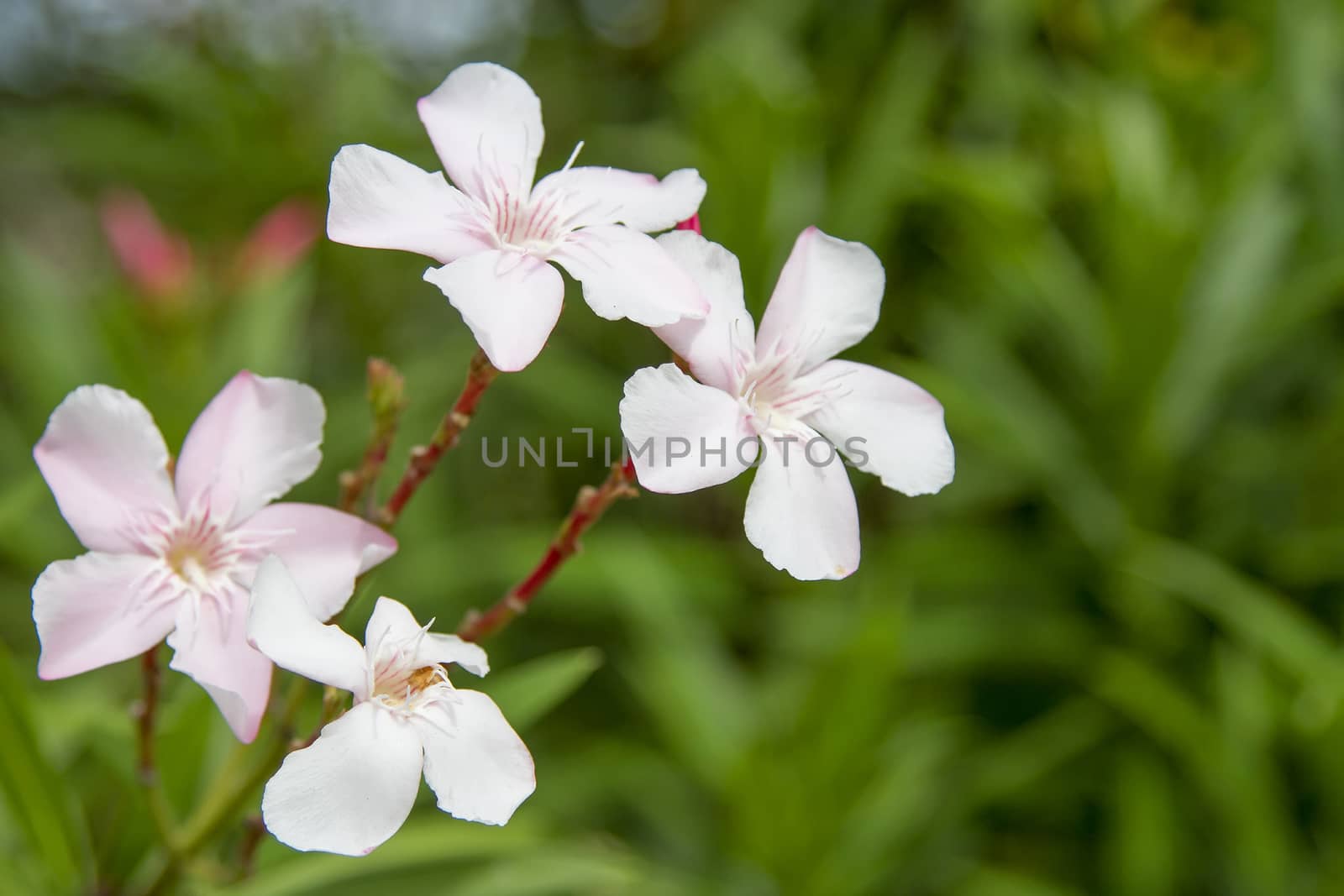 Pink flowers, four flowers, green background by TakerWalker