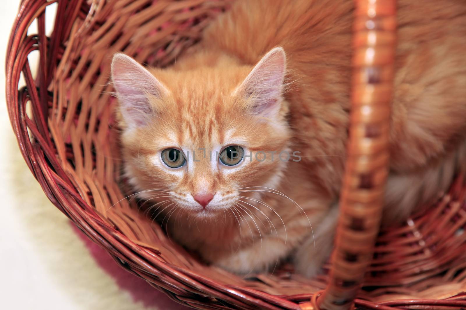 Red cat in basket close up
