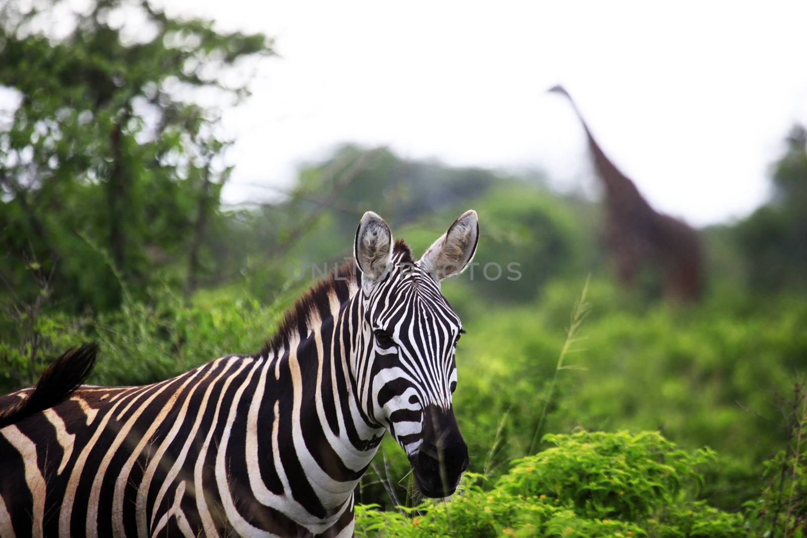 Zebra on savanna. Amboseli national park in Kenia