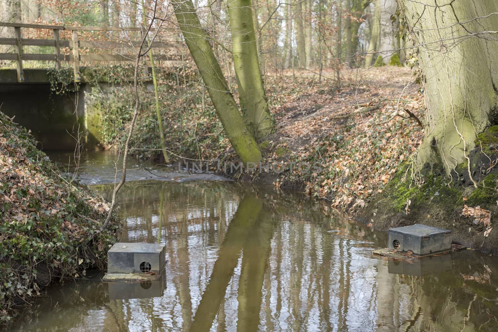 Floating muskrat trap in a stream in the Netherlands
 by Tofotografie