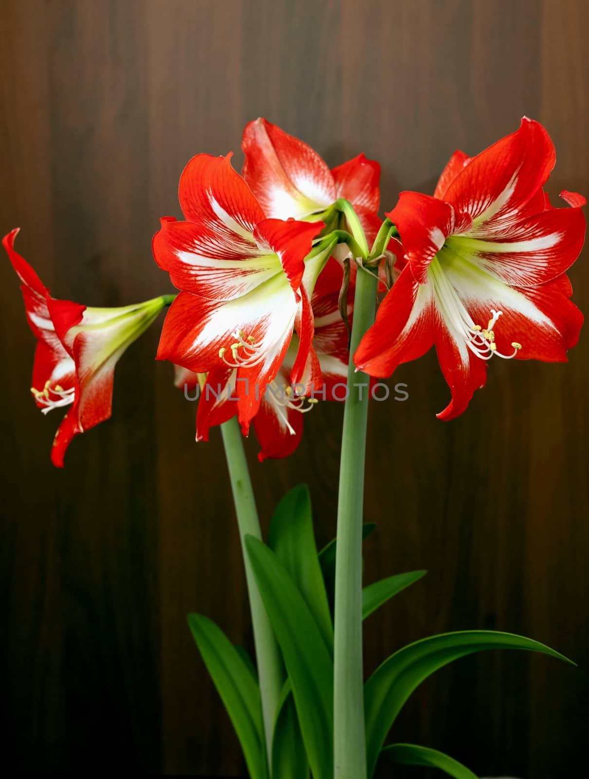 red flowers with latin name Amaryllis or Hippeastrumon on light dark background