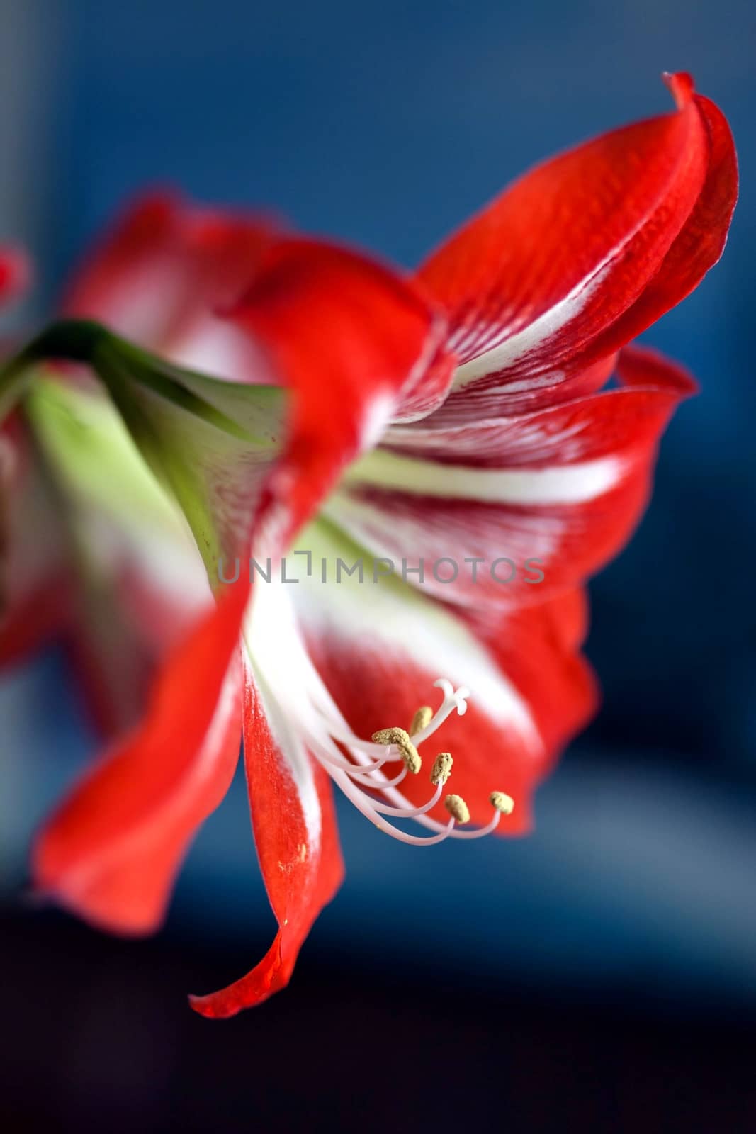 bright red flower Amaryllis, macro, narrow focus area, on light blue background