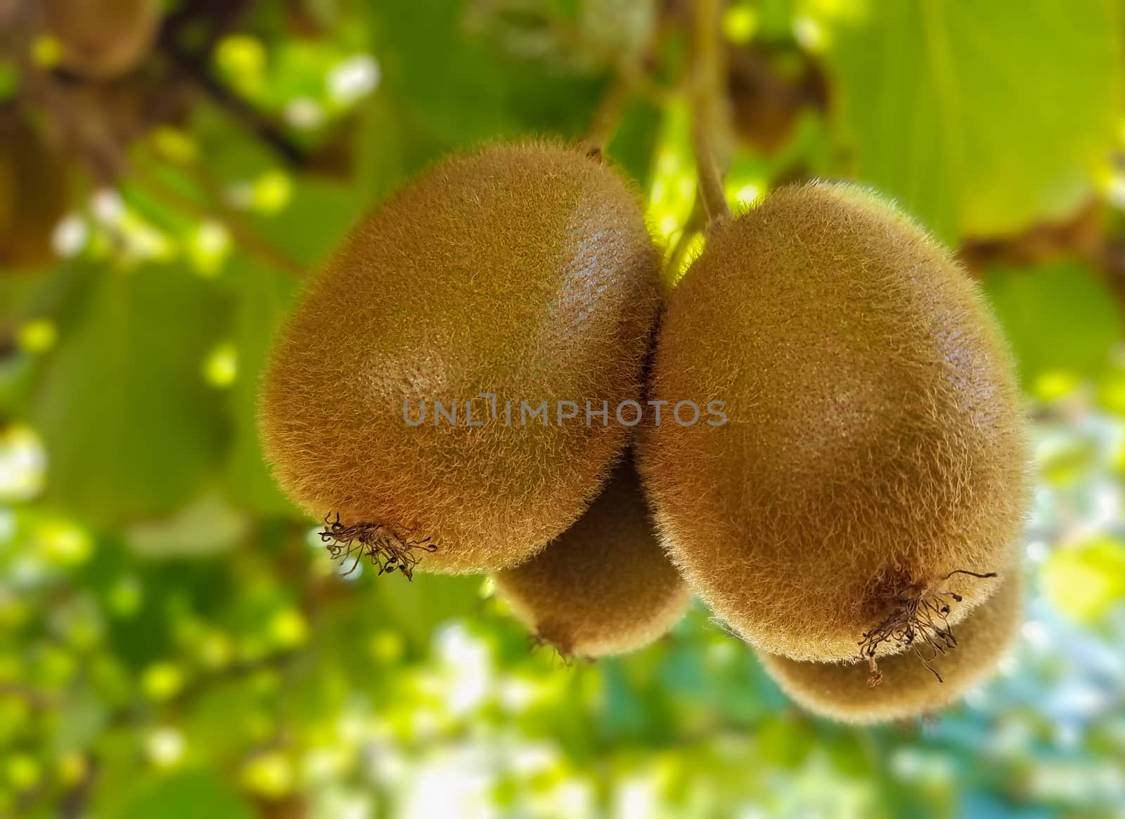 Close up of ripe kiwi fruit hanging from the vine.