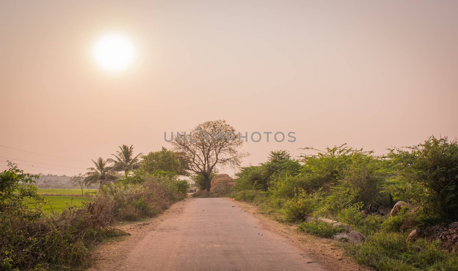 village side of india paddy was grown along the side of the road with a beautiful sunset and we can see buffallos enerting in the the edge of the Road.