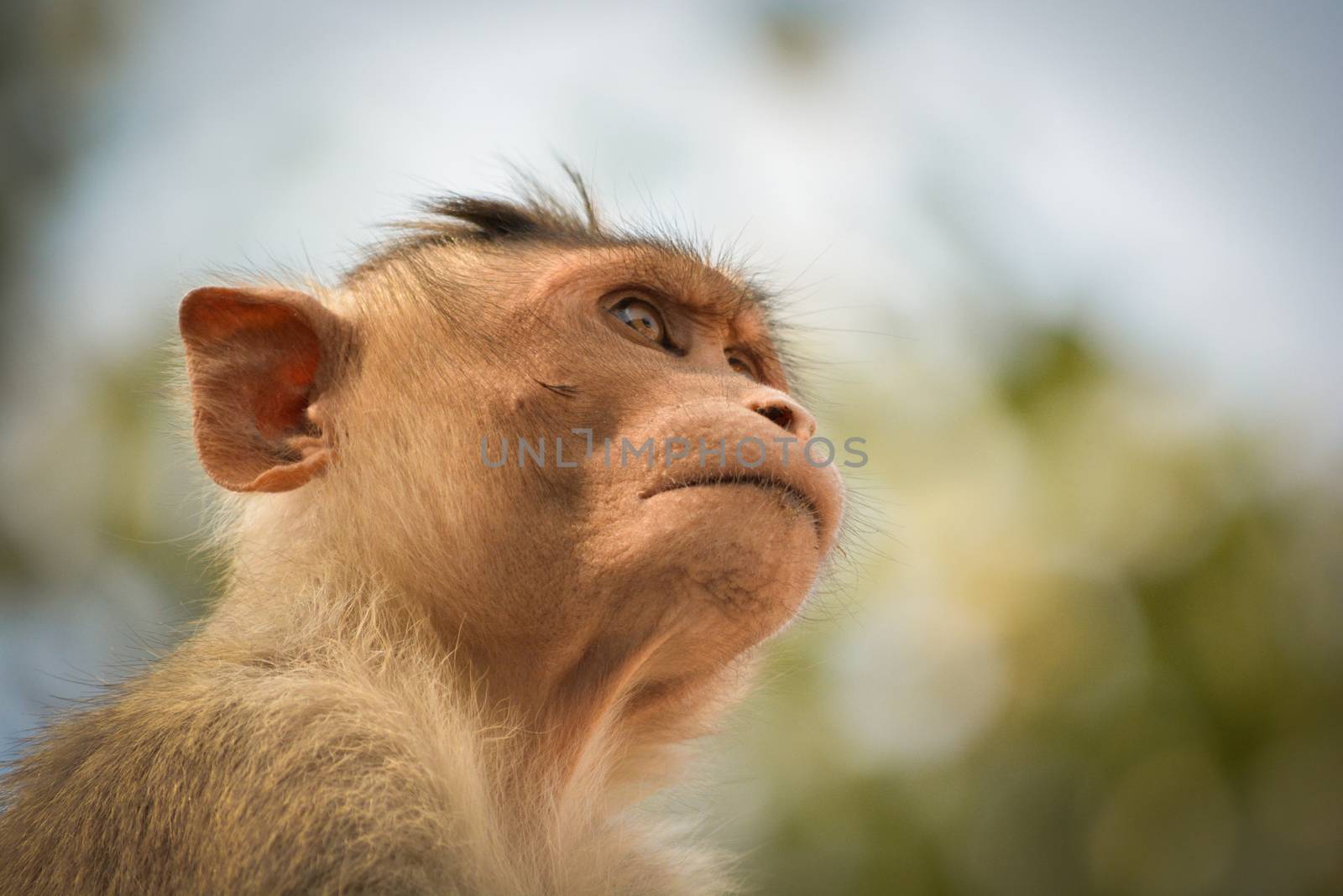 portrait of bonnet macaque monkey.