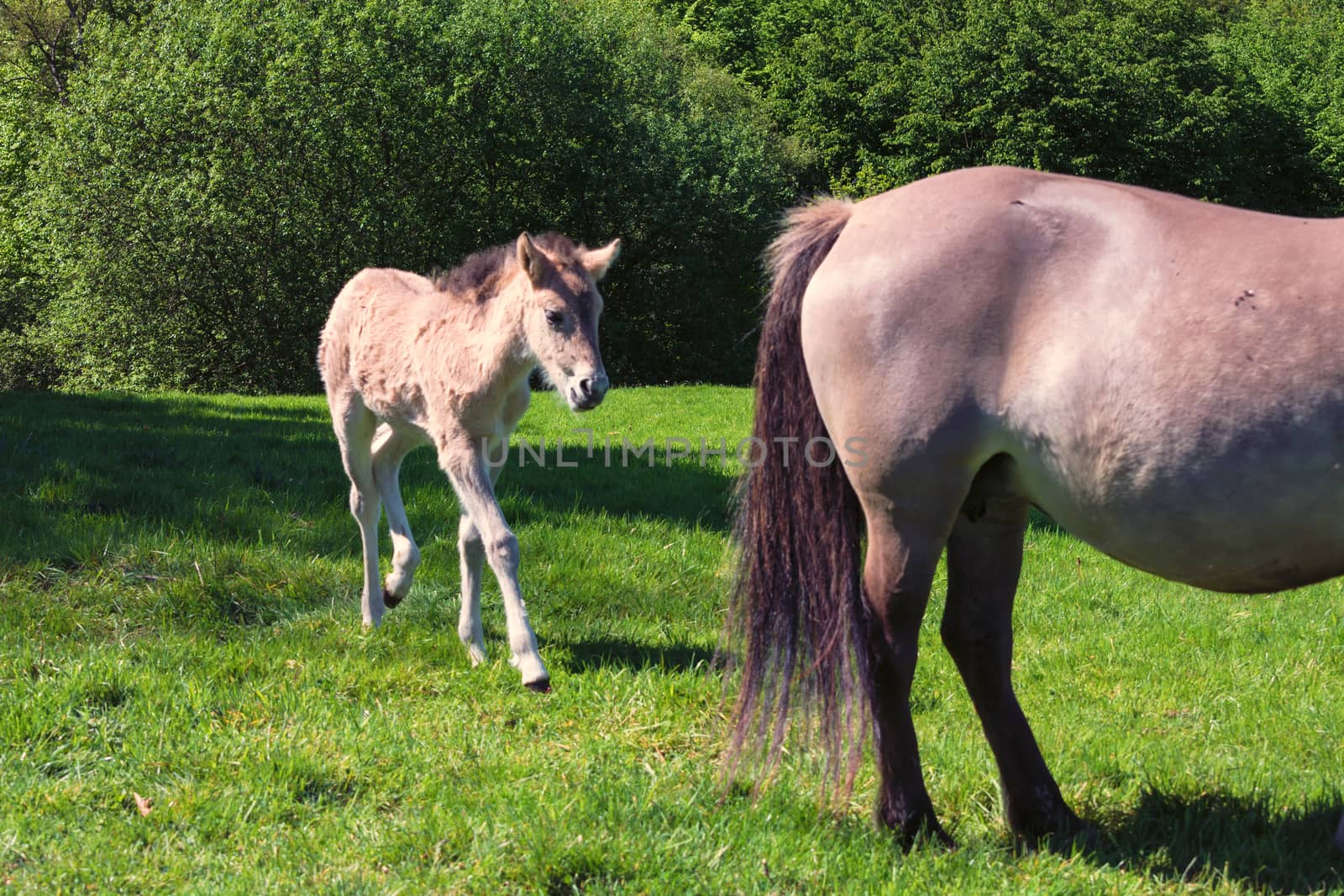 Tarpane Wild horse herd in Neandertal by JFsPic