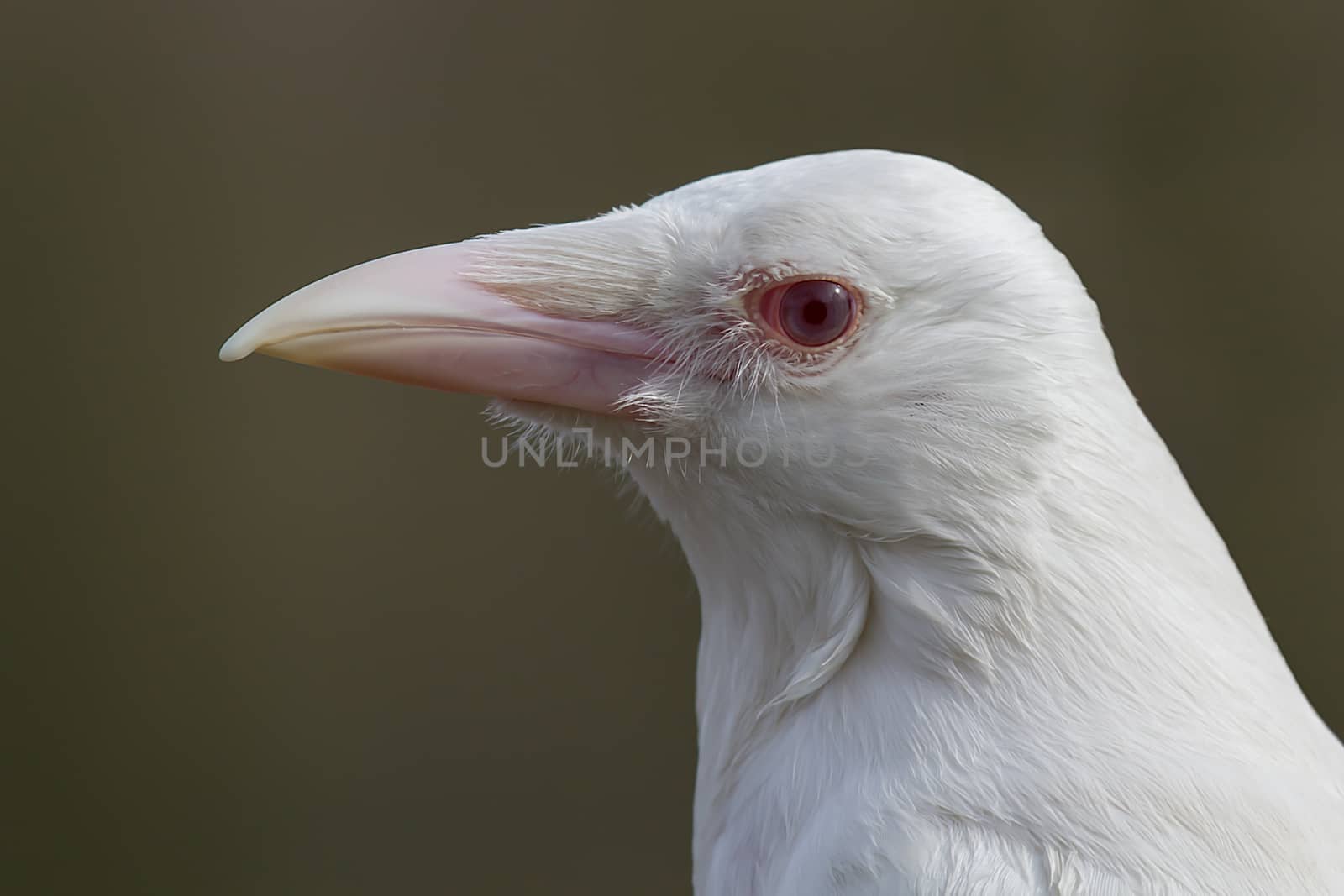 Albino crow by alan_tunnicliffe