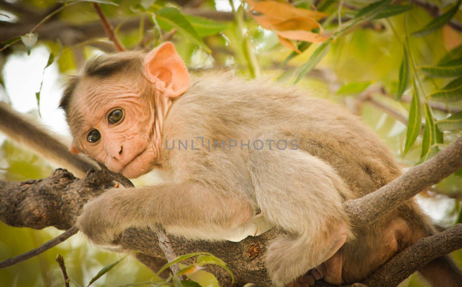 Close up of Bonnet Macaque Indian baby monkey sitting and playing with green trees and leaves on the background