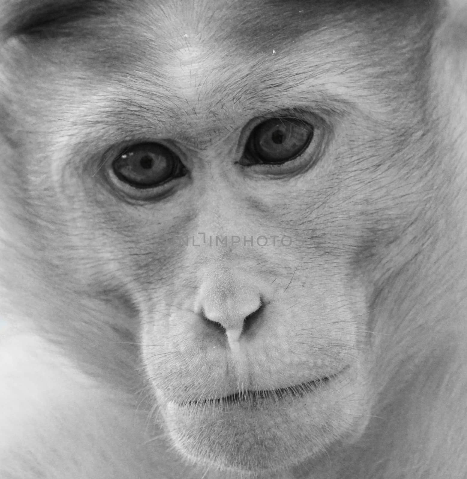 Monochrome side portrait of bonnet macaque monkey.