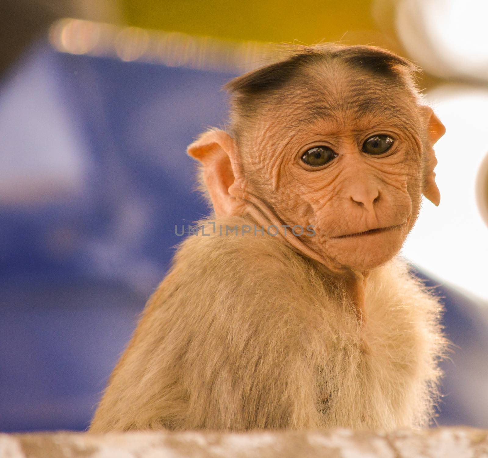 portrait of bonnet macaque monkey.