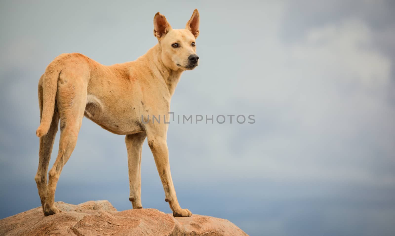 Dog standing high in the mountains searching for his owner taken during rainy season evening.