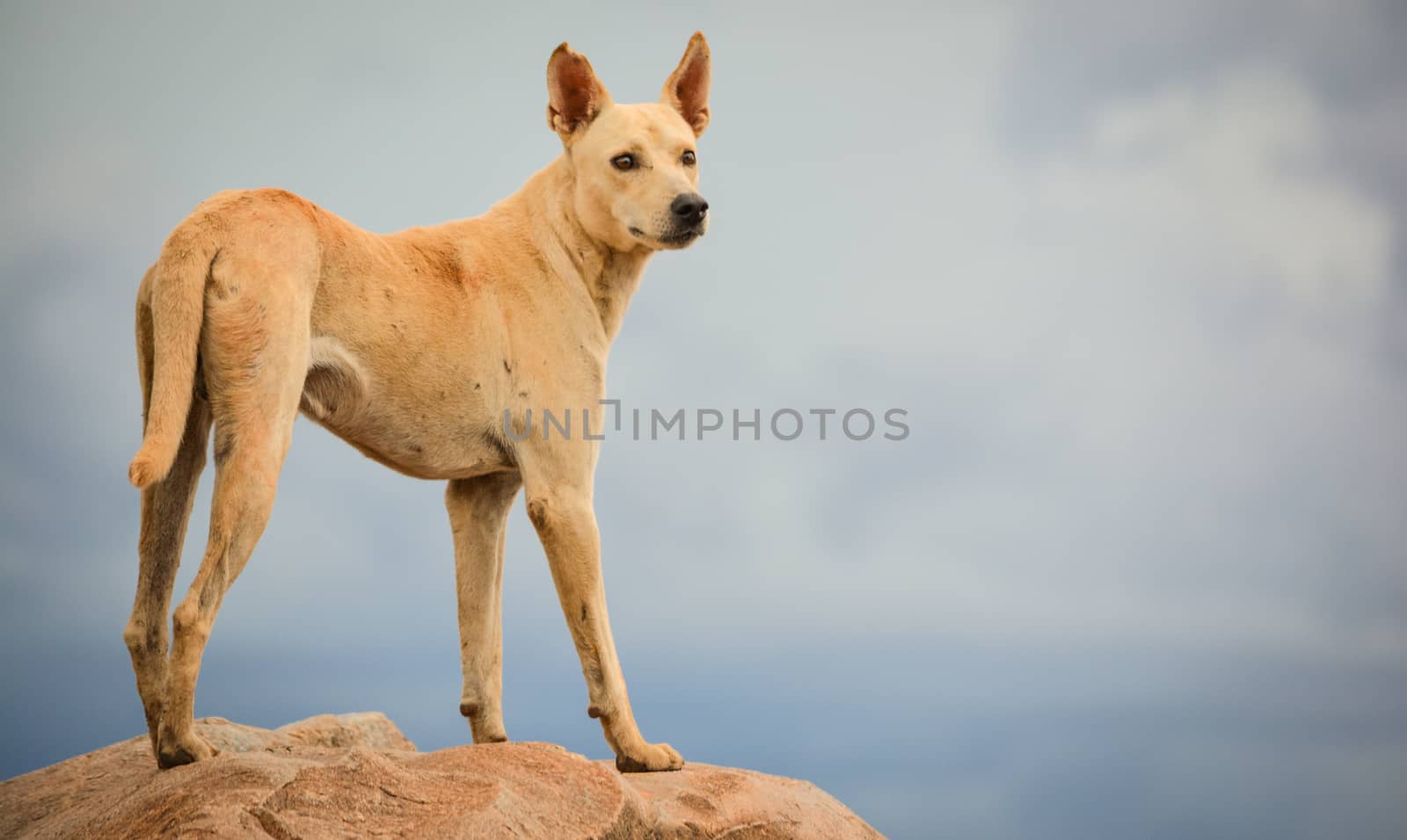 Dong standing high in the mountains by lakshmiprasad.maski@gmai.com