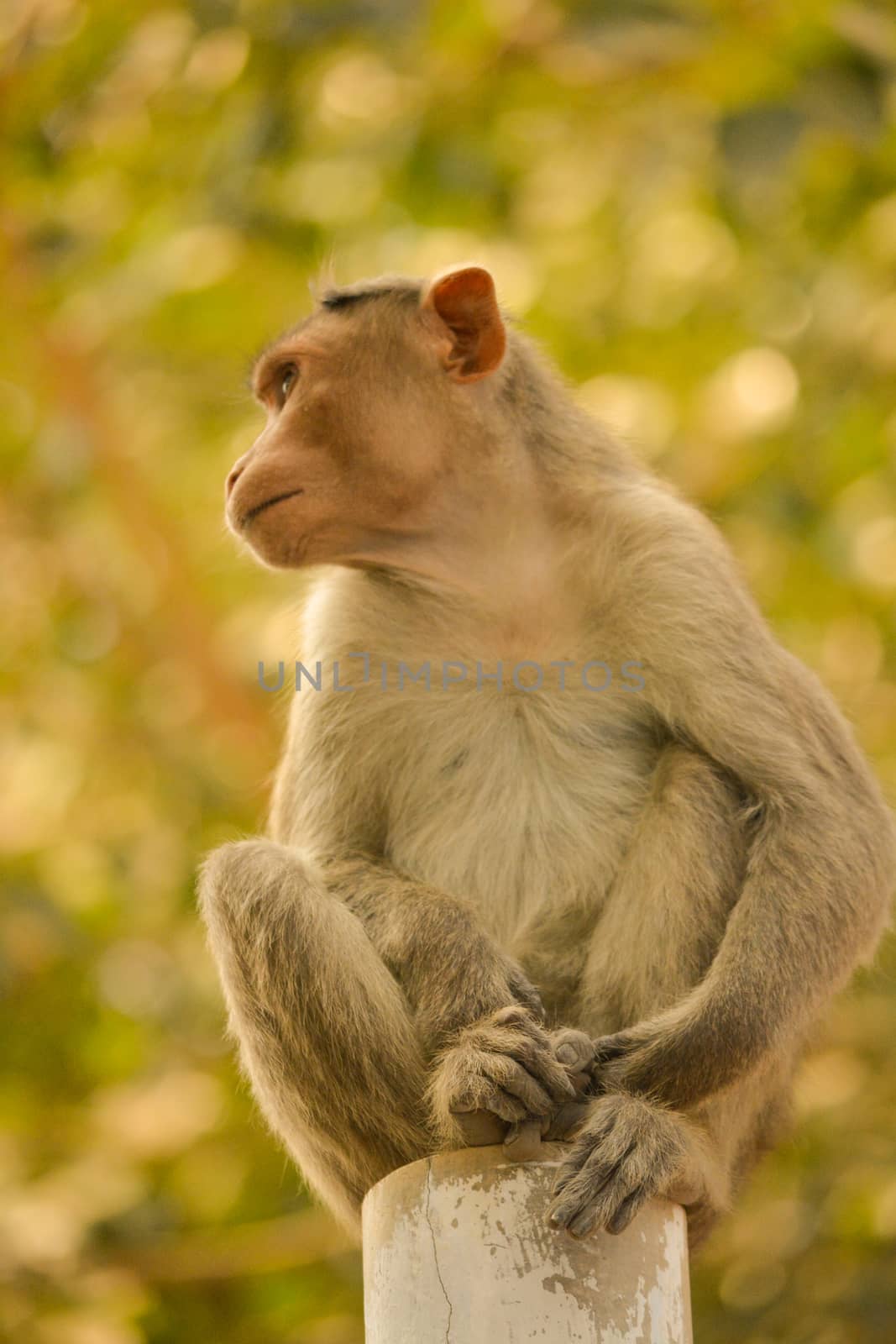 bonnet macaque sitting on pole during morning.