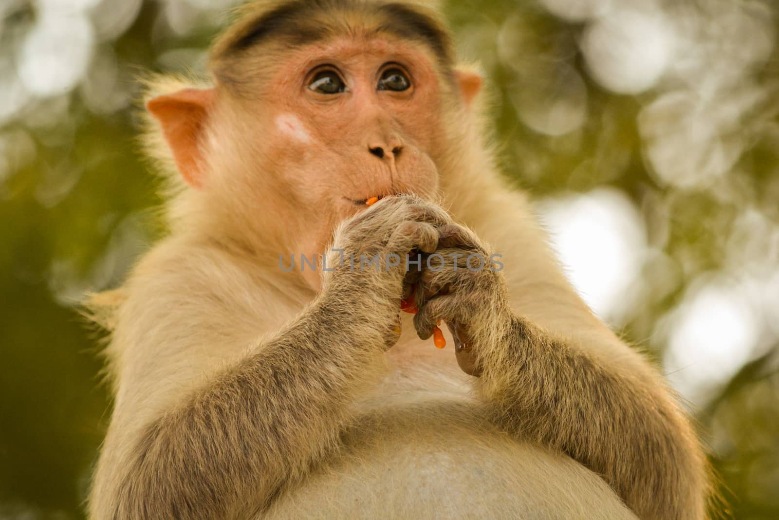 Pregnant bonnet macaque eating tamoto closeup.