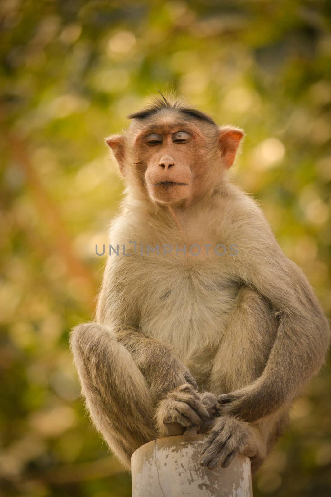 bonnet macaque sitting on pole. by lakshmiprasad.maski@gmai.com