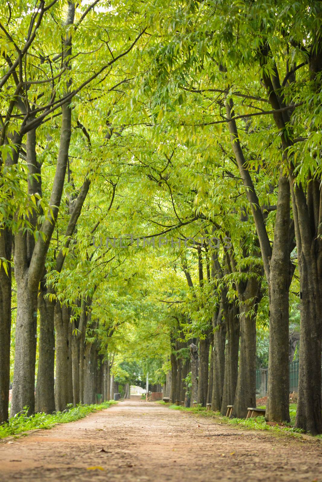 The empty street-road with the beautiful big green trees along both side by lakshmiprasad.maski@gmai.com