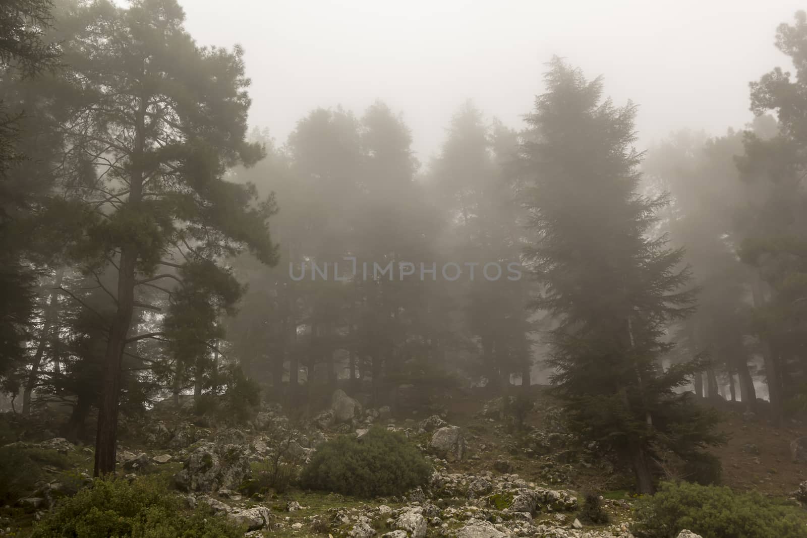 Cedar Forest in Fog with Dusk light