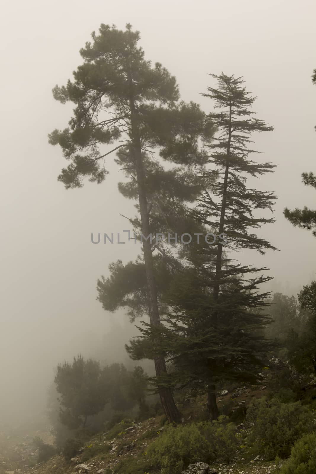 Cedar Forest in Fog with Dusk light