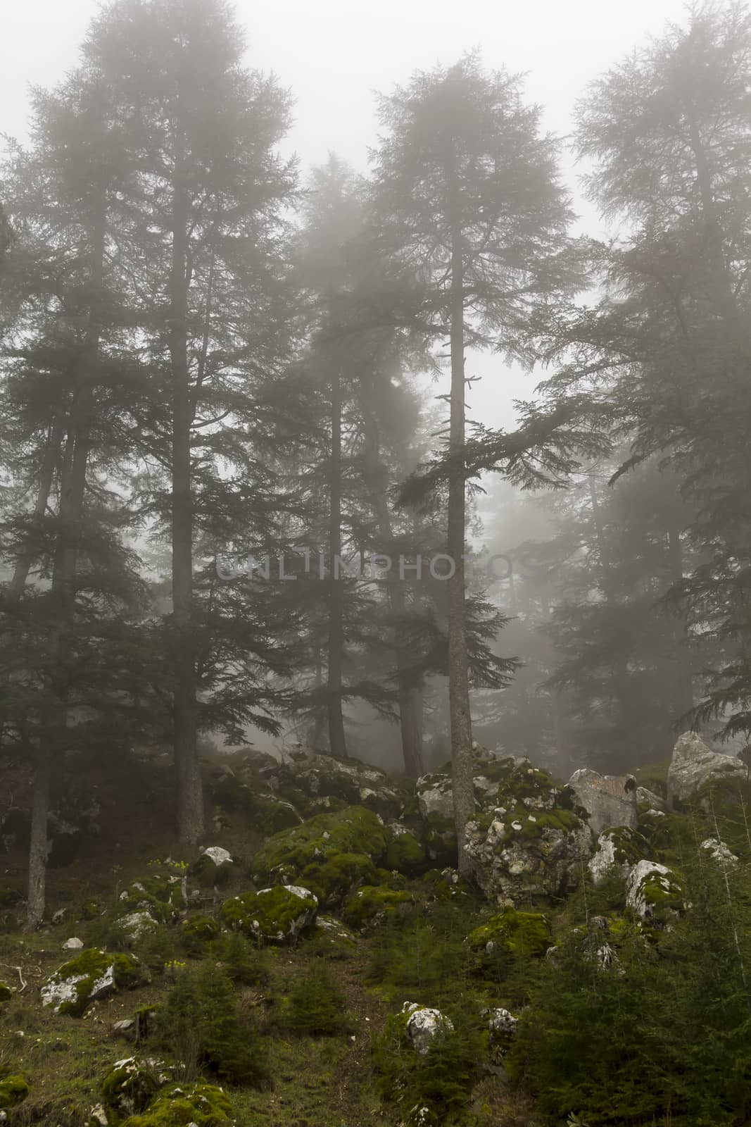 Cedar Forest in Fog with Dusk light