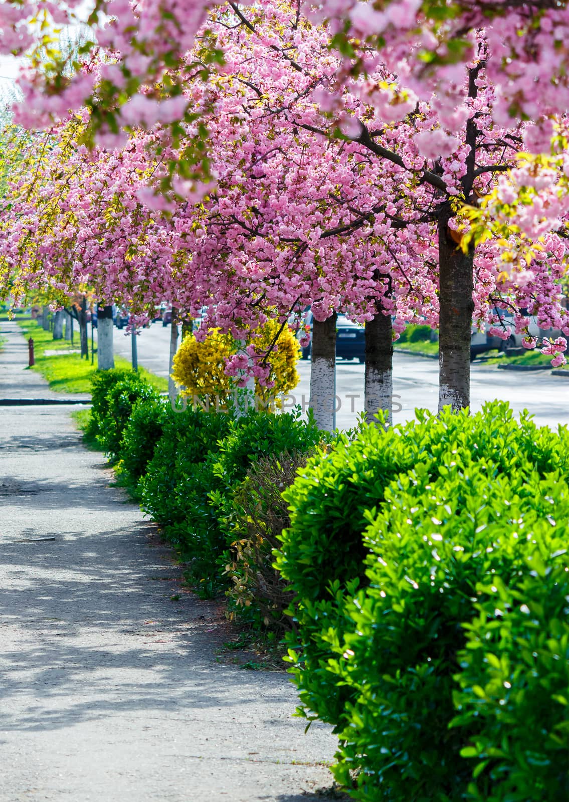 street with row of blossoming cherry trees by Pellinni
