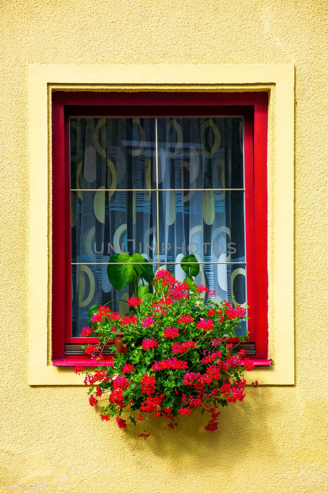 beautiful red flowers on the wall by Pellinni