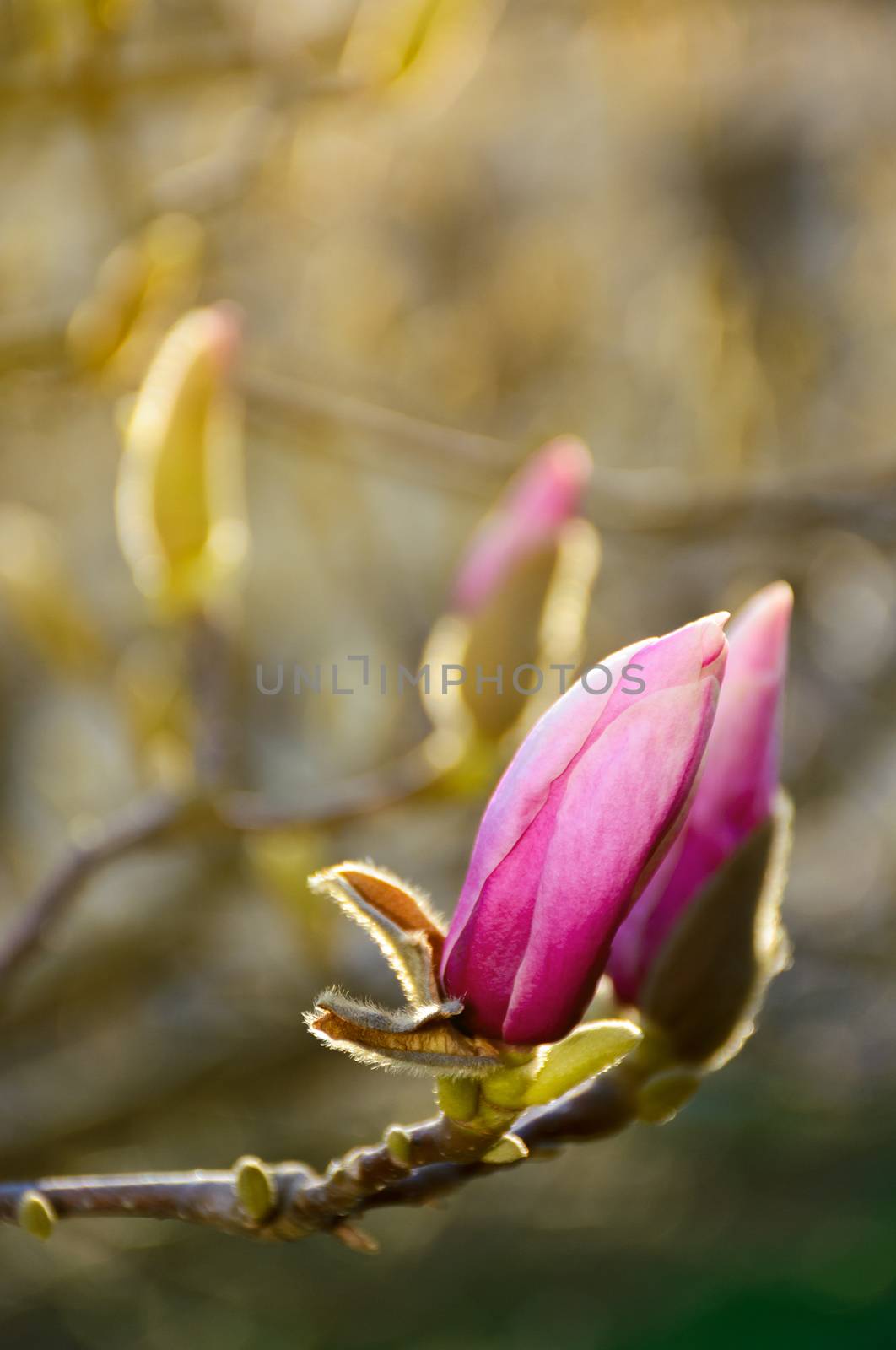 purple flowers of magnolia tree blossom by Pellinni