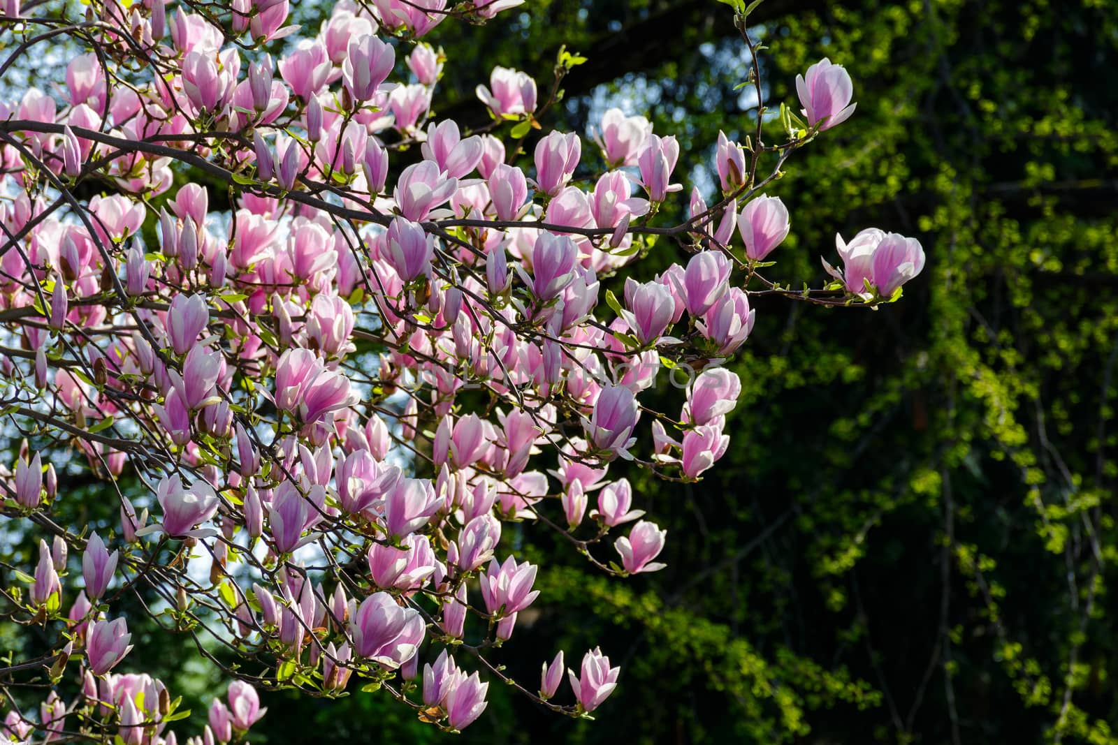 beautiful spring background.  Magnolia flowers closeup on a branch. blurred background of blossoming garden