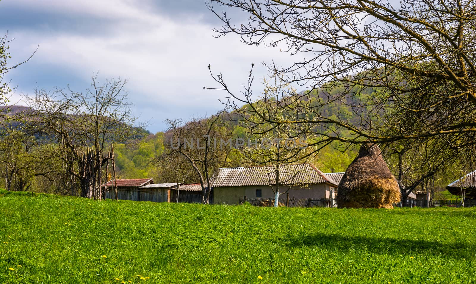 orchard near the village in springtime. lovely rural scenery in mountainous area, haystack on the grassy lawn