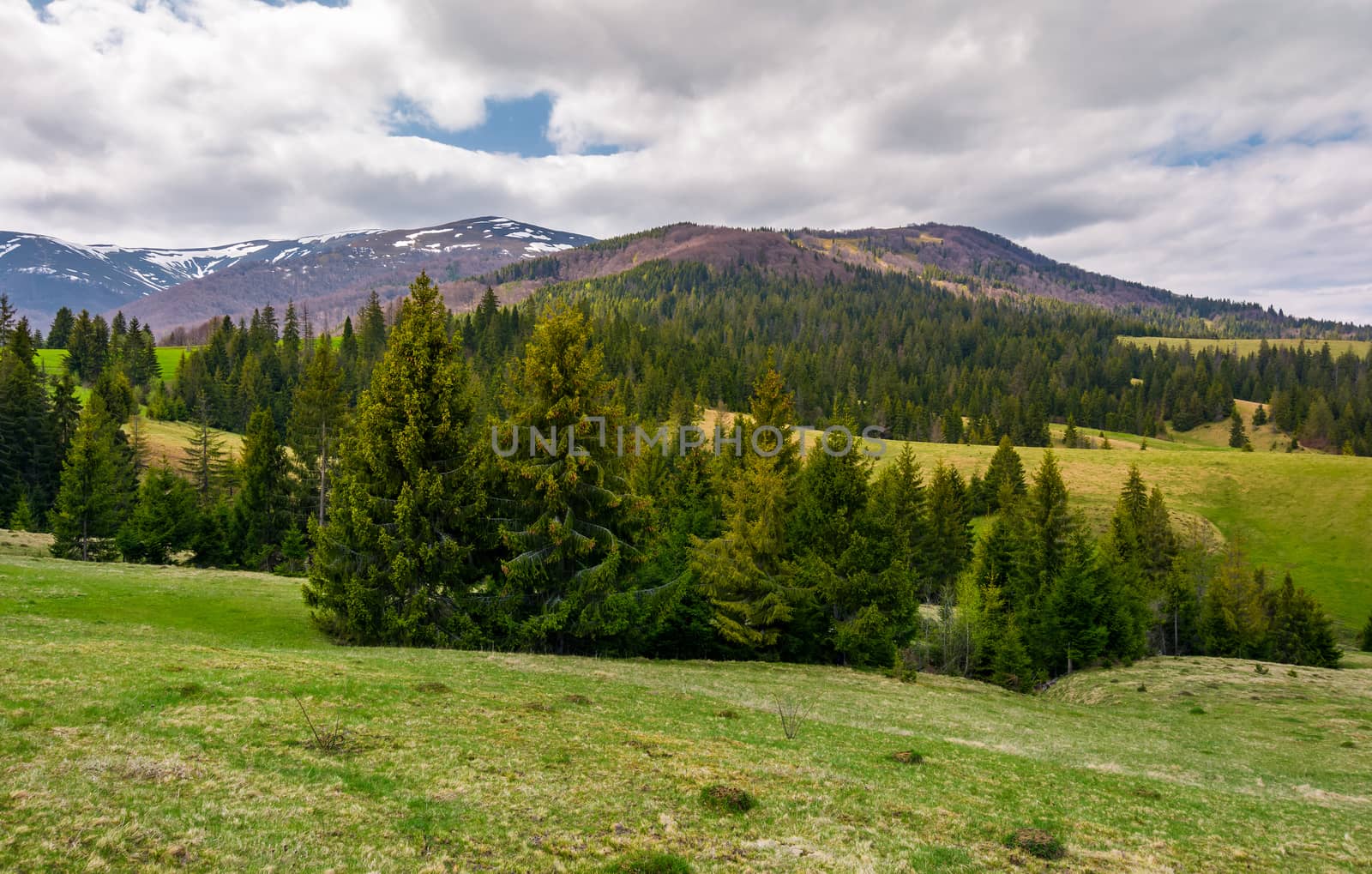 spruce trees on grassy hills in Carpathians. lovely springtime scenery in mountains on a cloudy day