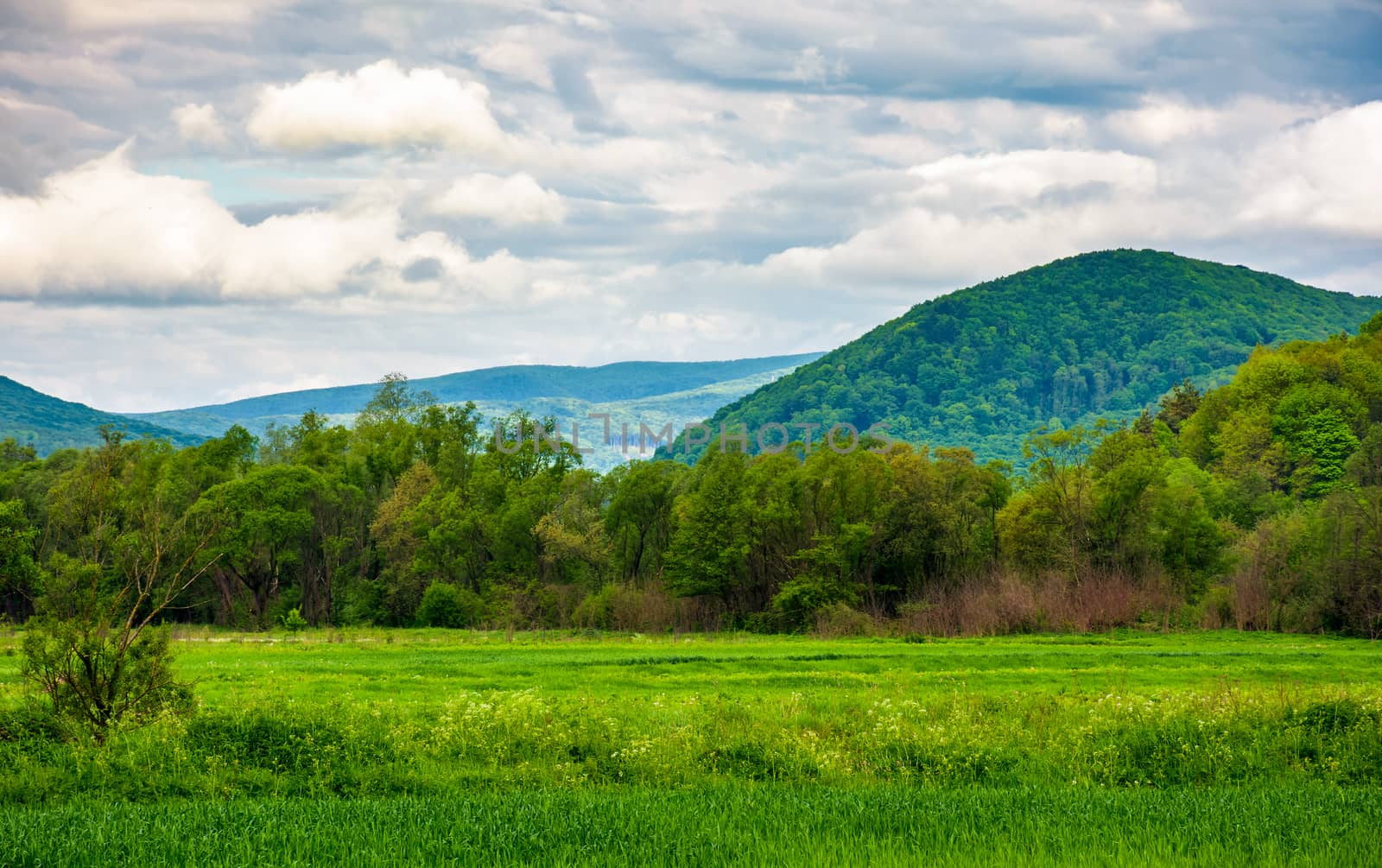 rural fields on a cloudy day. lovely springtime scenery of mountainous countryside