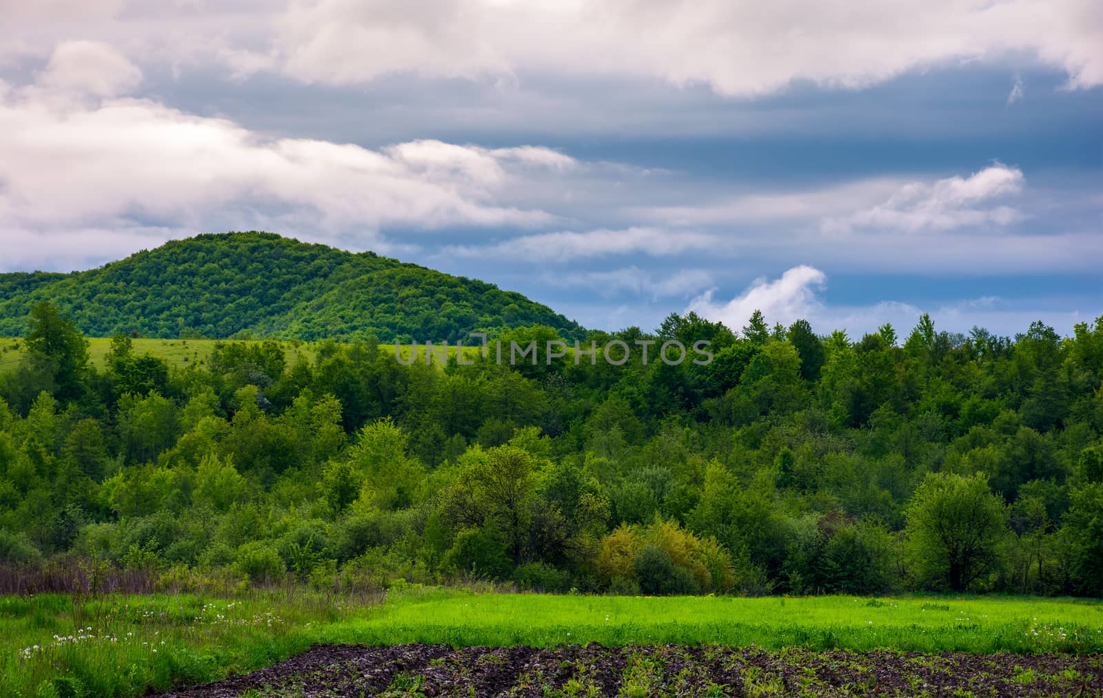 rural fields on a cloudy day. lovely springtime scenery of mountainous countryside