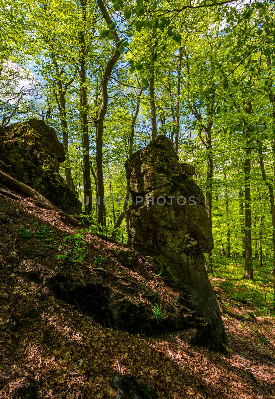rocky formation among the green forest. mysterious place looks like stone idol. lovely place in wild woods