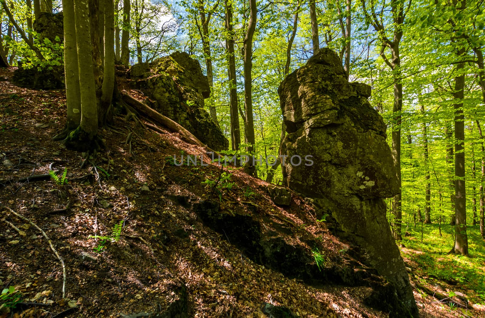 rocky formation among the green forest. mysterious place looks like stone idol. lovely place in wild woods