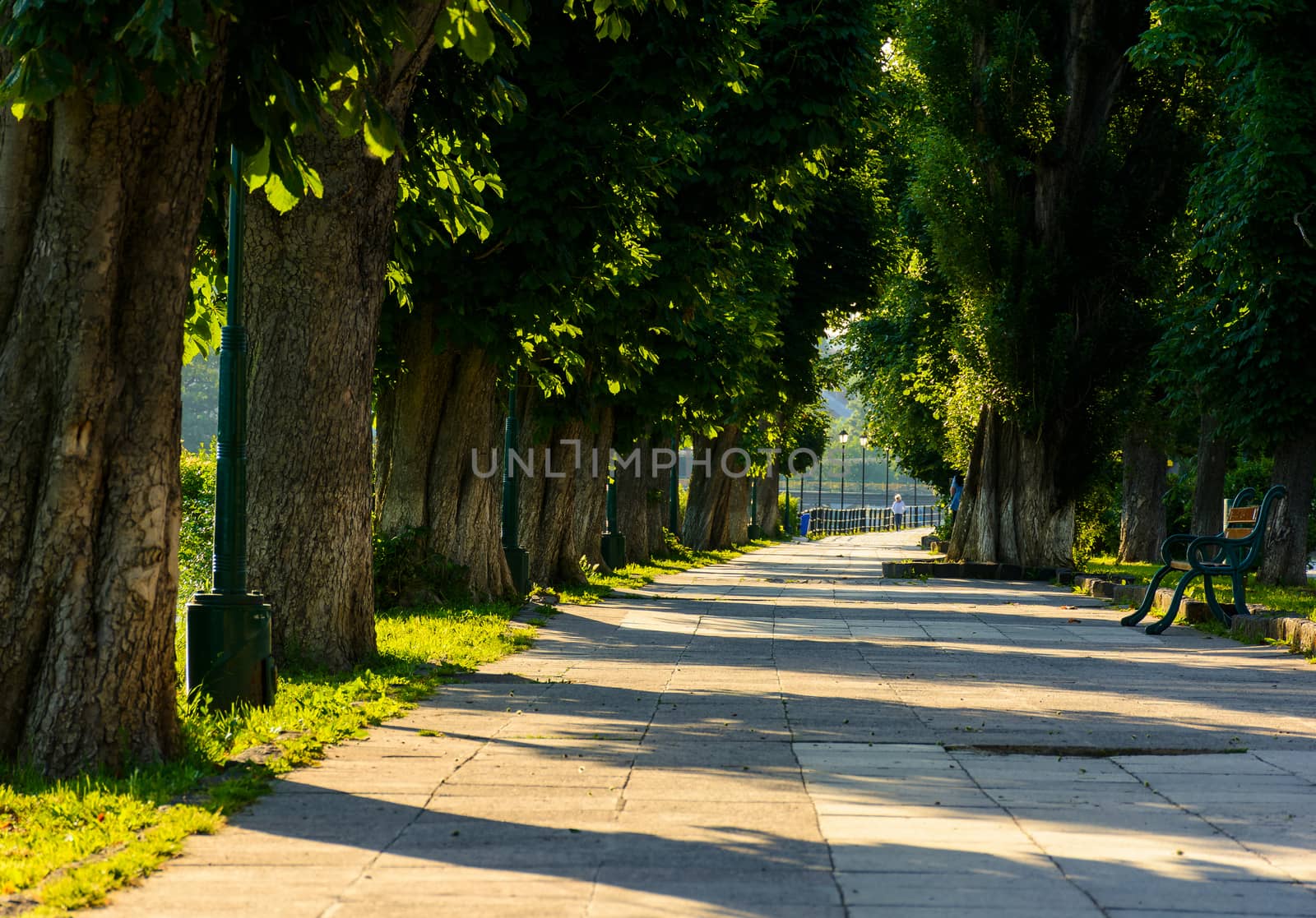 chestnut alley with benches in summertime. beautiful urban scenery in the morning