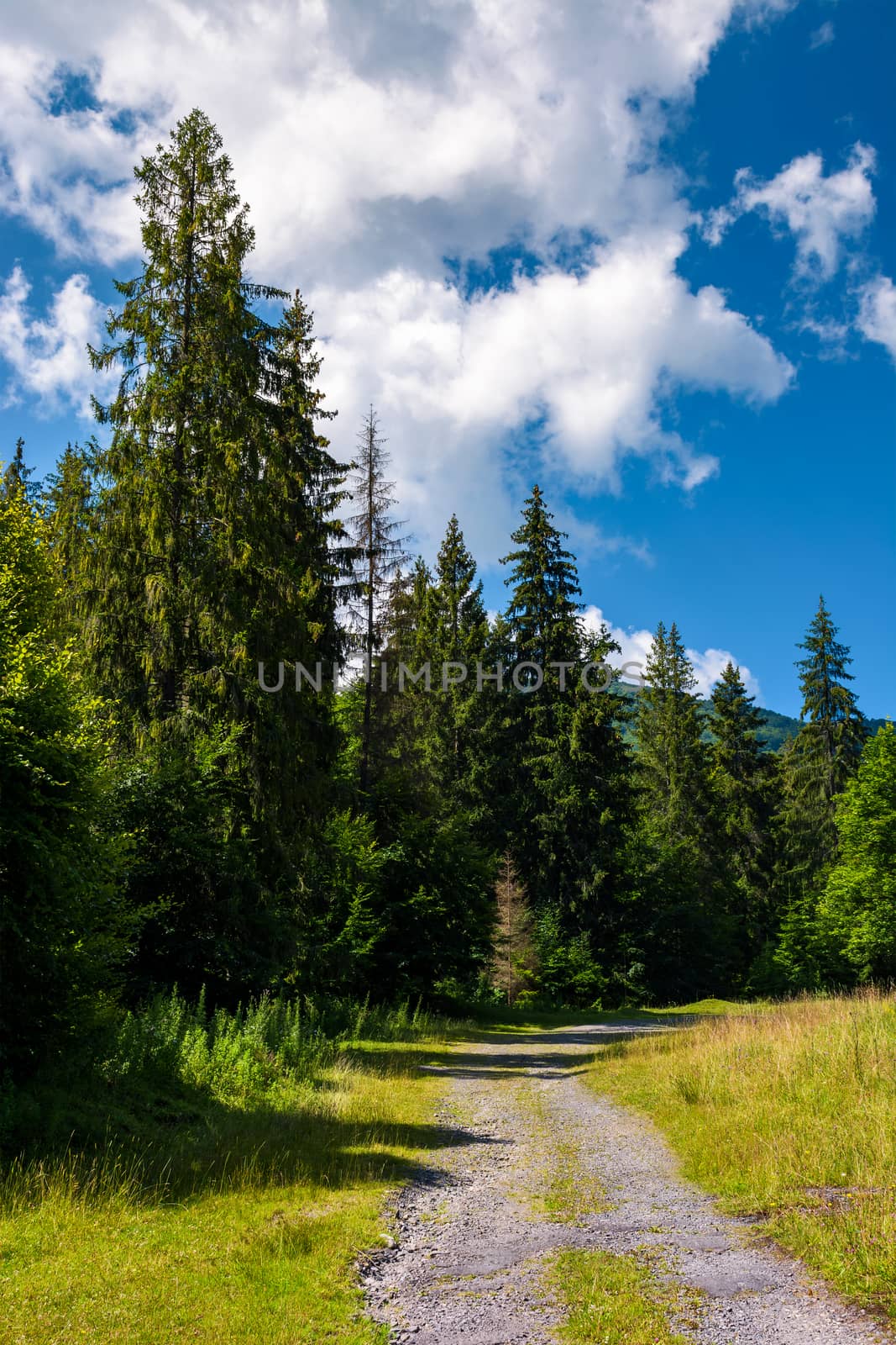 country road through spruce forest by Pellinni