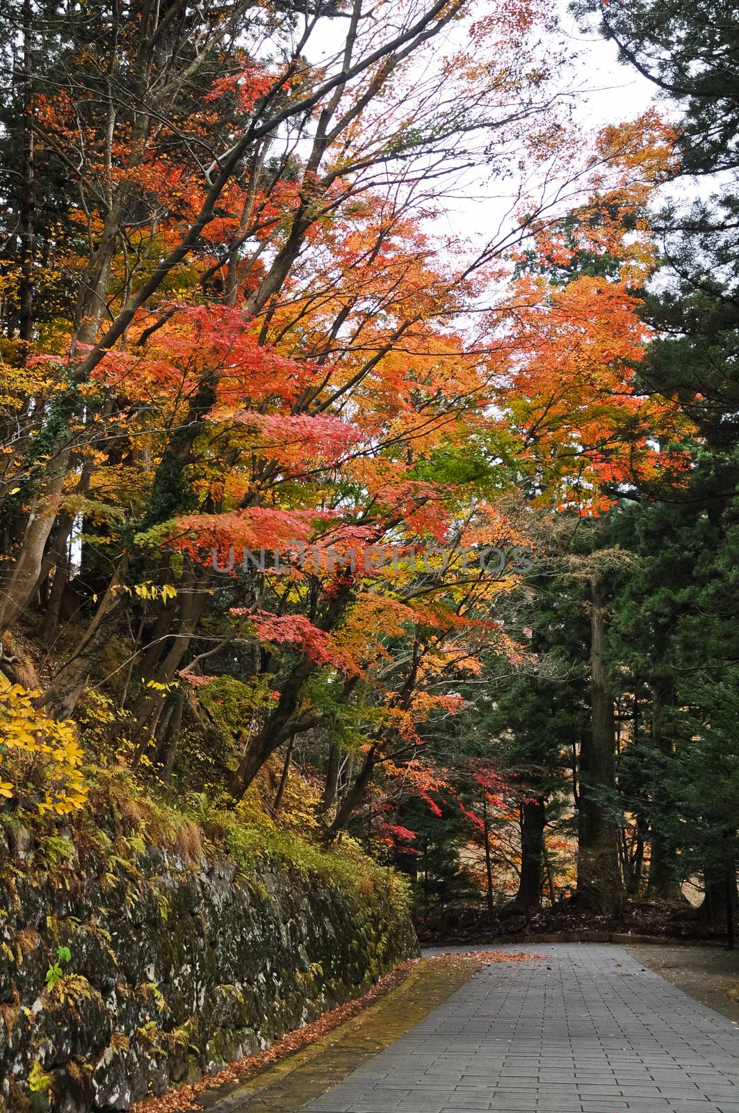Romantic magical vibrant maple trees trail in Sendai Japan by eyeofpaul