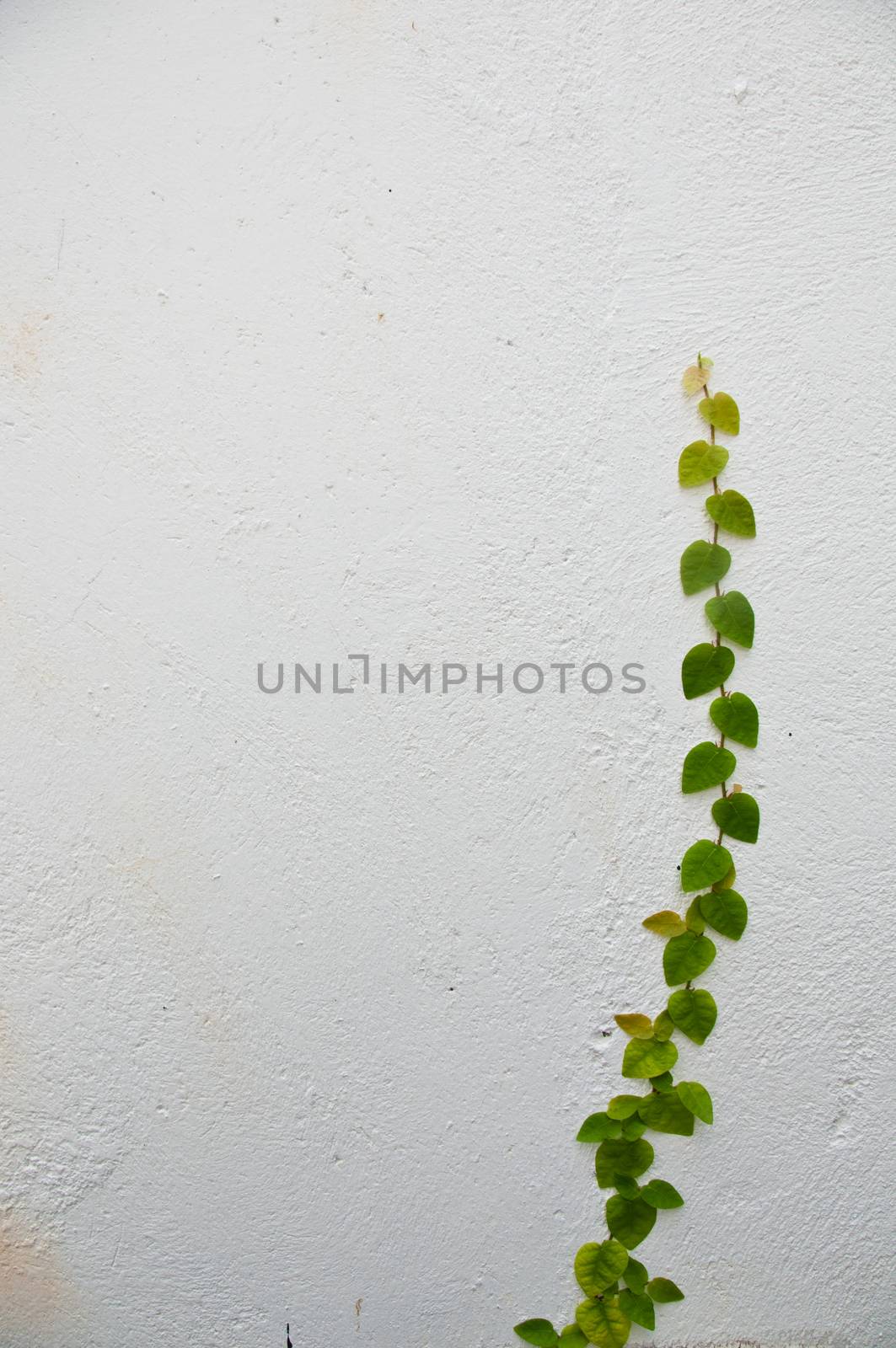 Plant grow up on a white wall